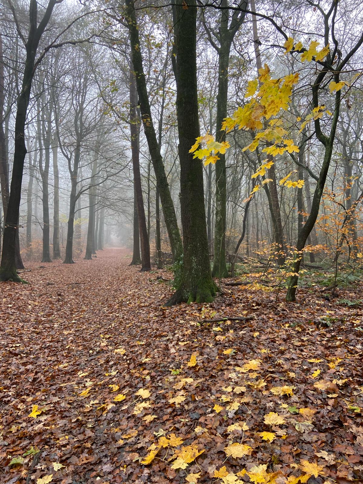 Boshuis Ede - luxe vakantiewoning Boshuis Ede